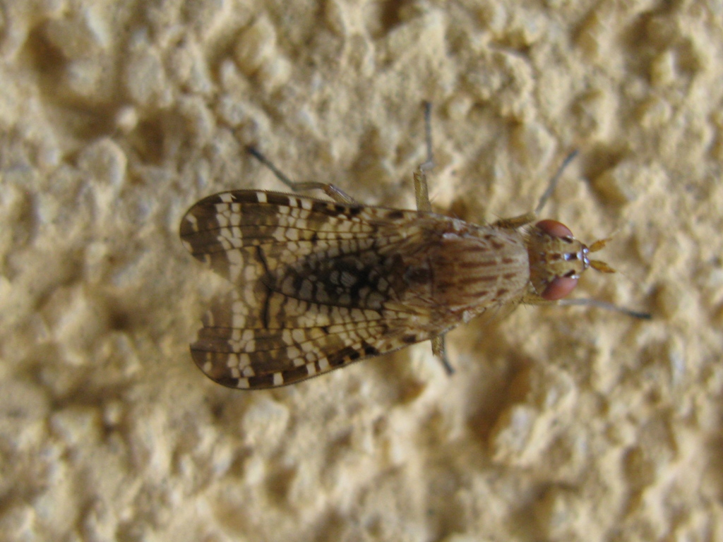Dittero tephritidae da determinare???